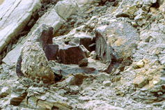 Marl boulder in conglomerate